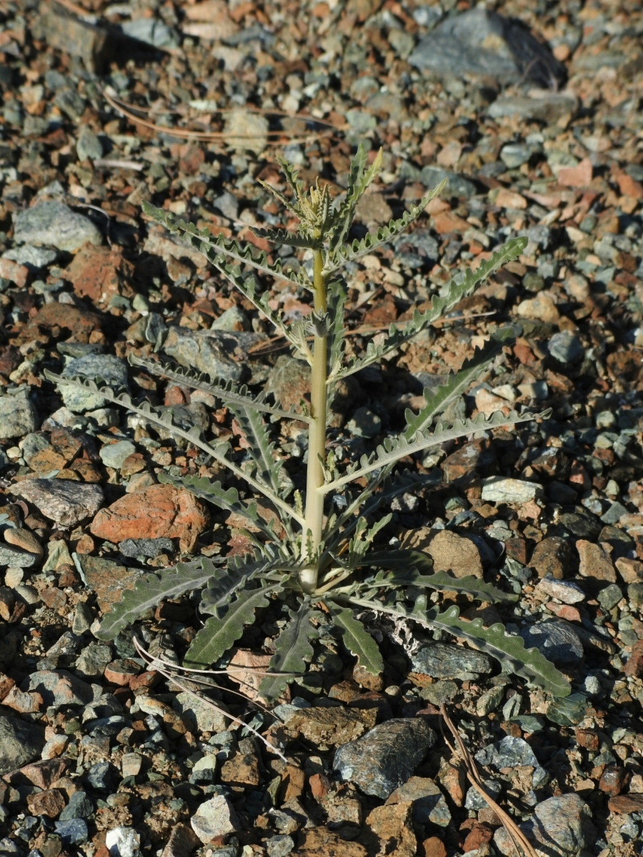 Mentzelia laevicaulis var. laevicaulis