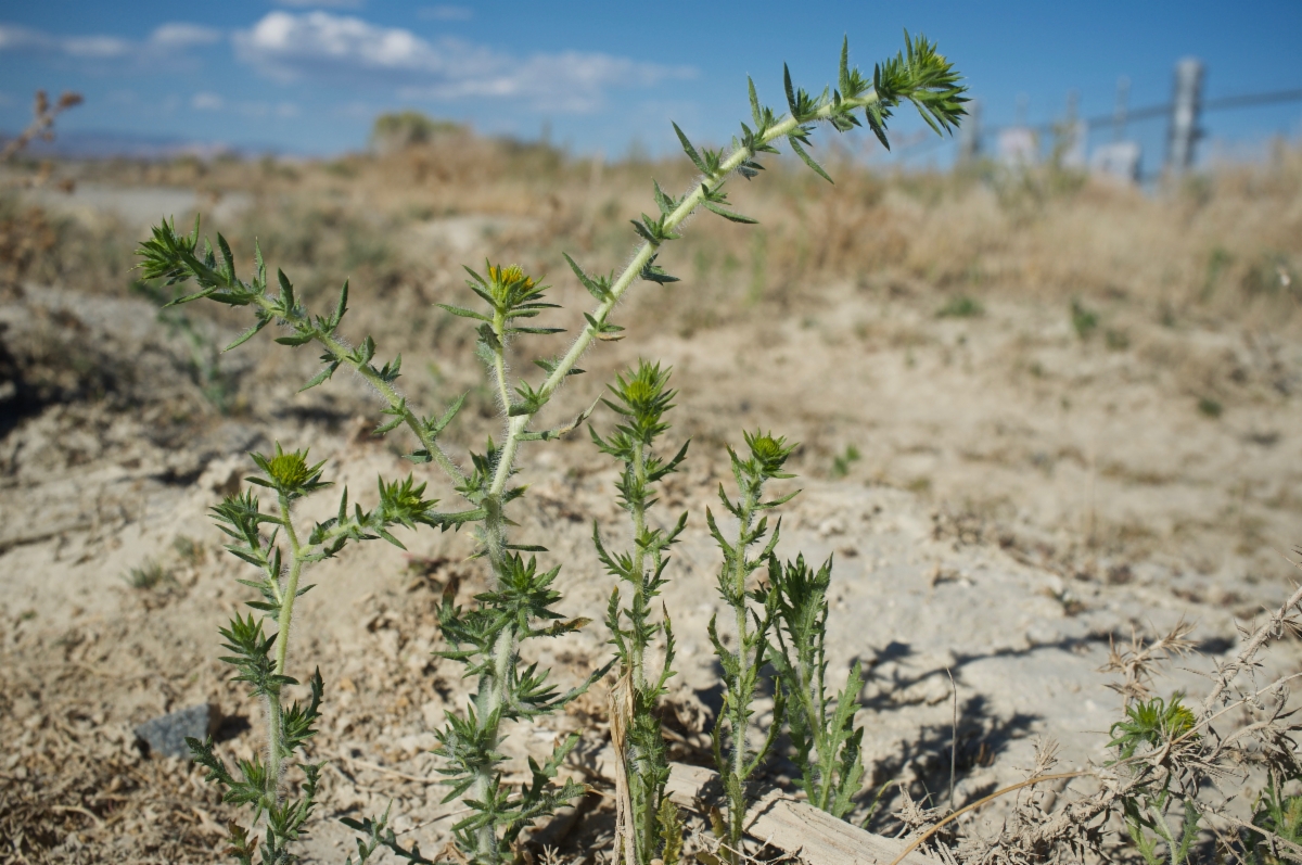 Centromadia pungens ssp. pungens