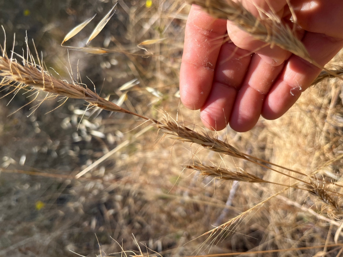 Bromus caroli-henrici