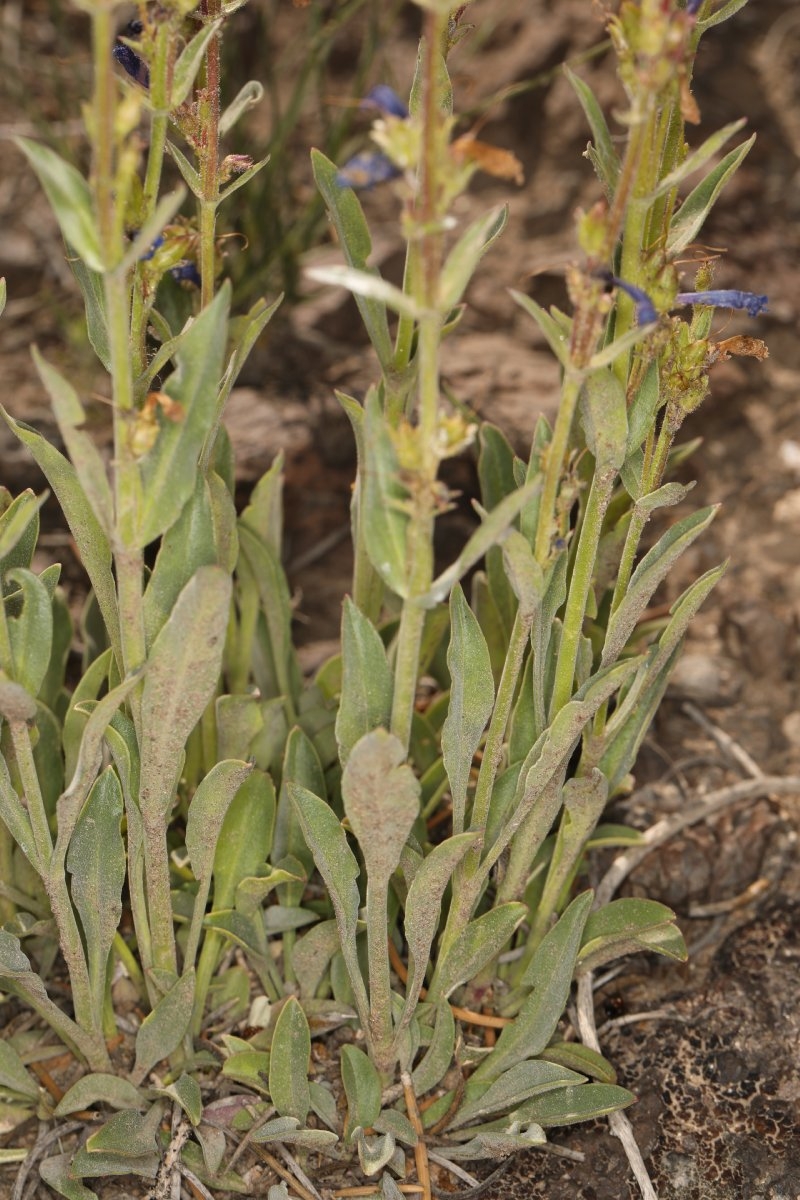 Penstemon humilis var. humilis