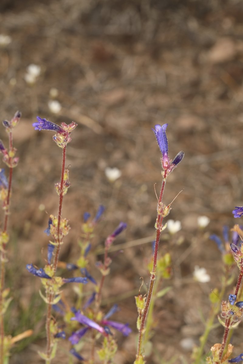 Penstemon humilis var. humilis