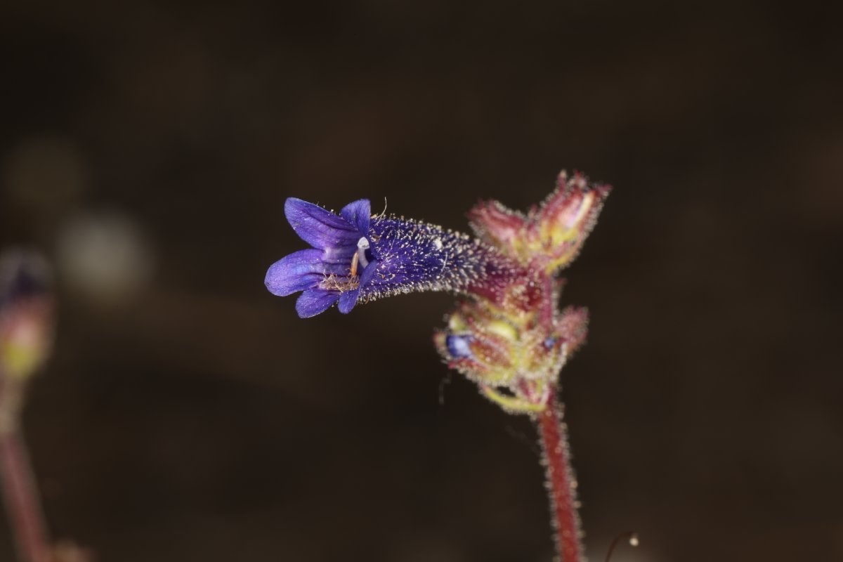 Penstemon humilis var. humilis