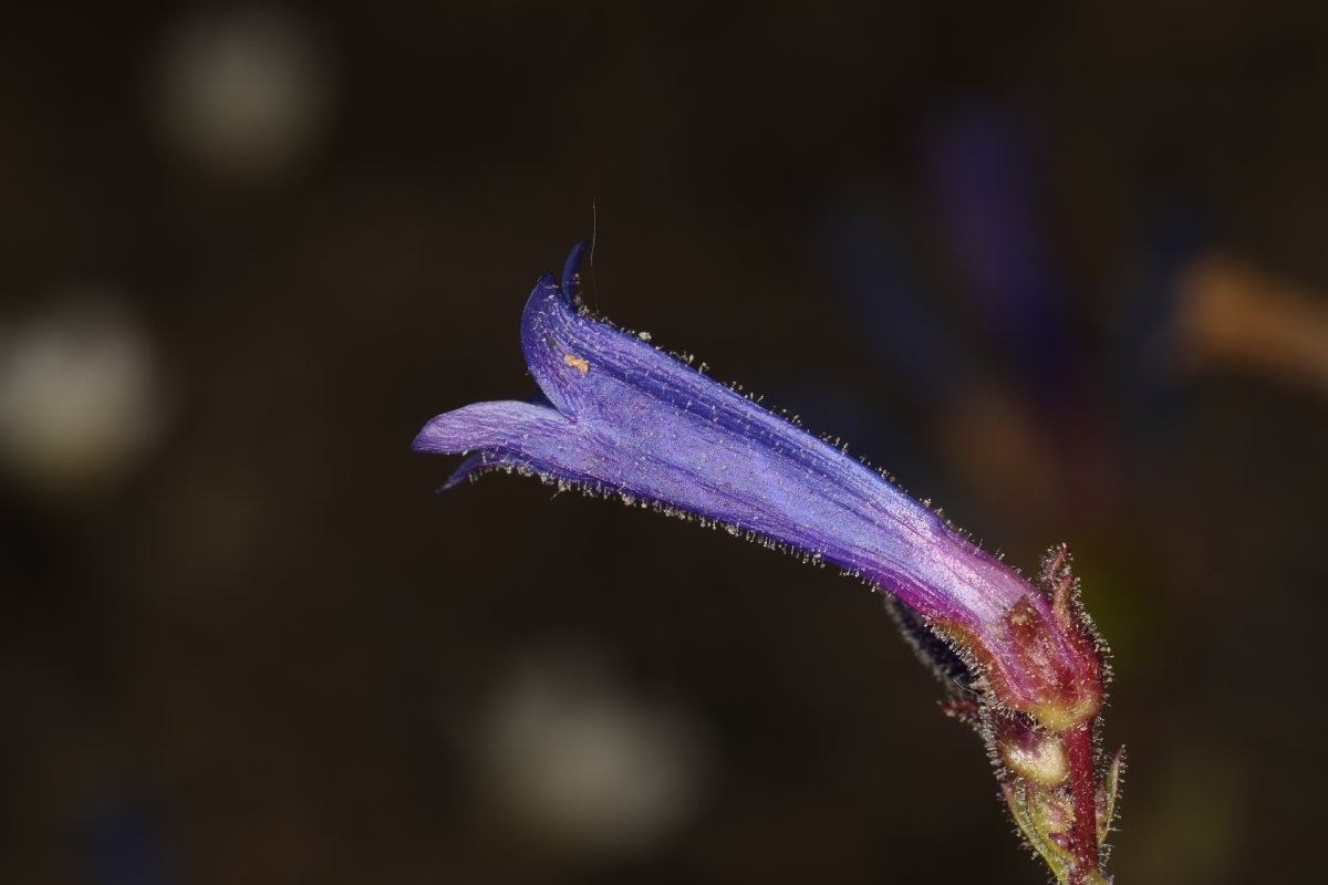 Penstemon humilis var. humilis