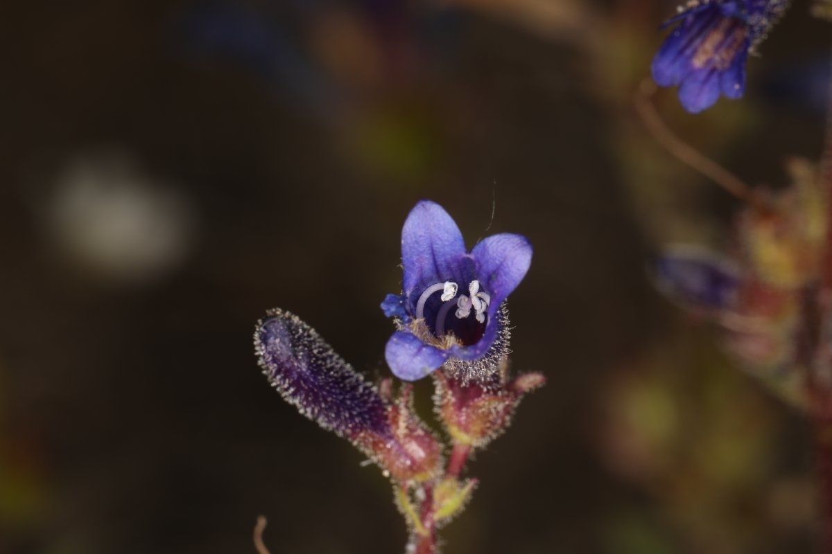 Penstemon humilis var. humilis