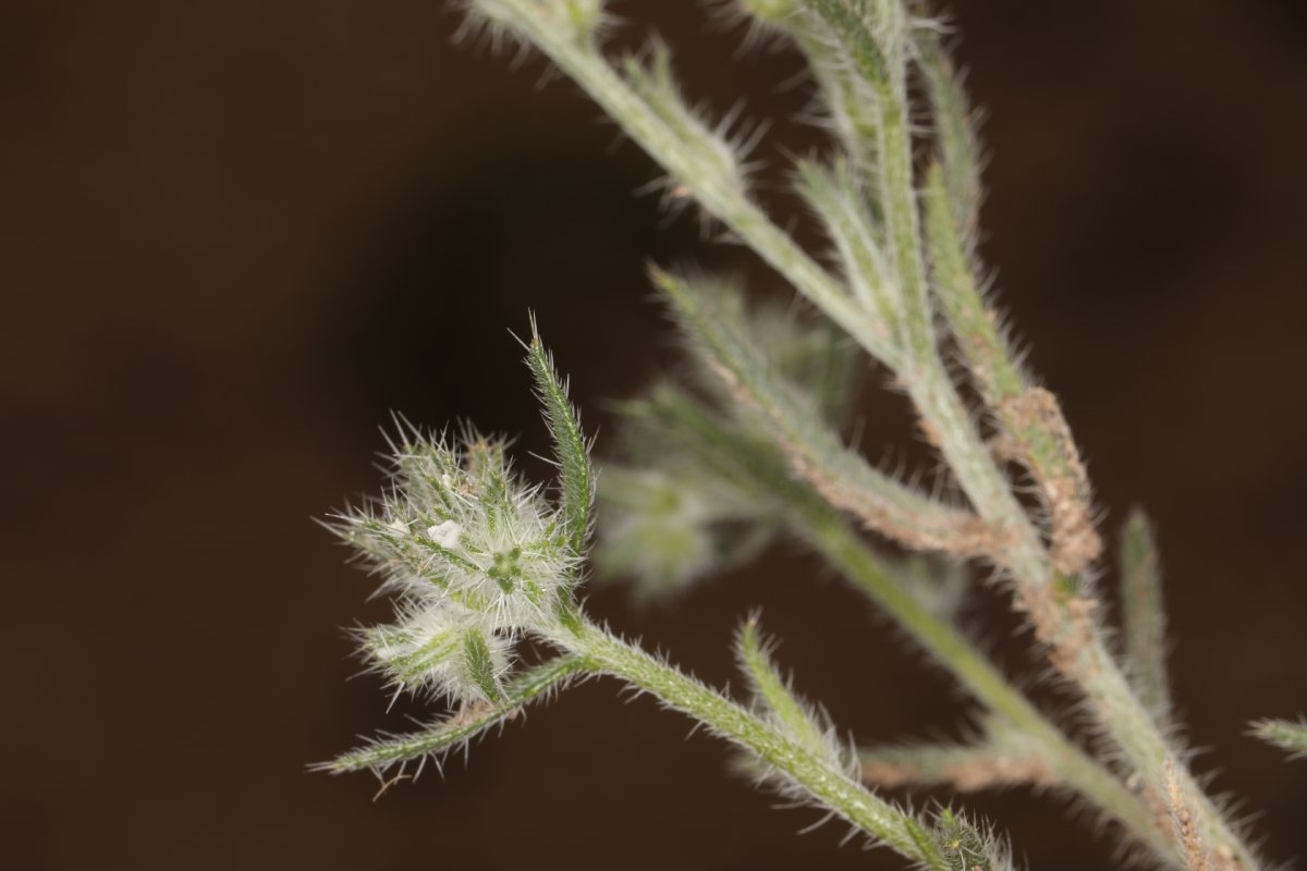 Cryptantha scoparia