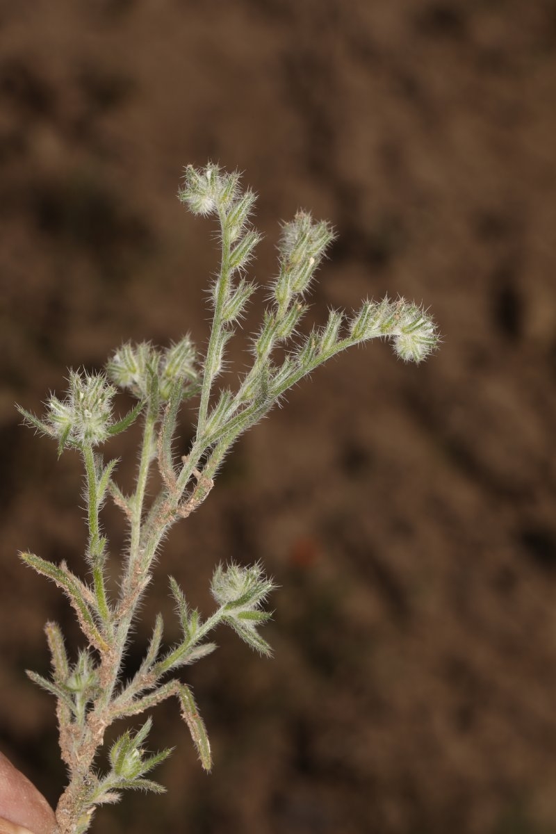 Cryptantha scoparia