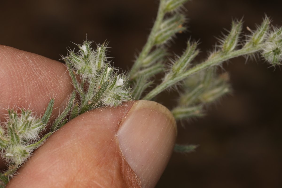 Cryptantha scoparia