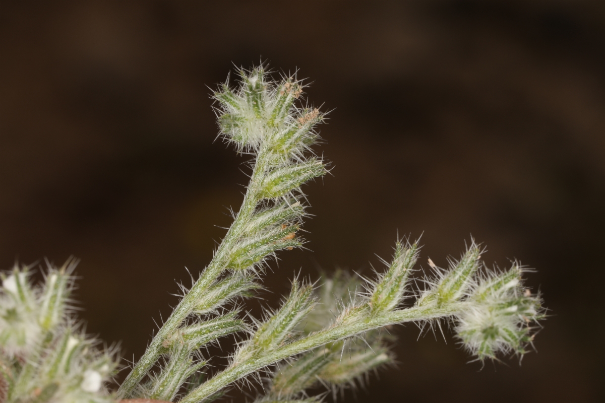 Cryptantha scoparia