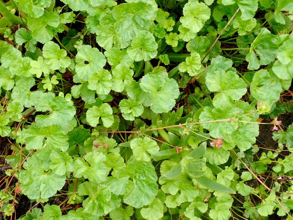 Pelargonium grossularioides