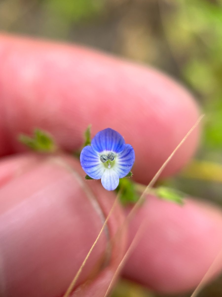 Veronica anagallis-aquatica