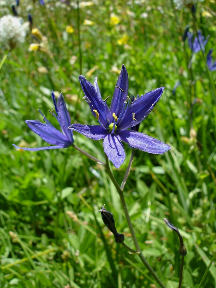 Camassia leichtlinii ssp. suksdorfii