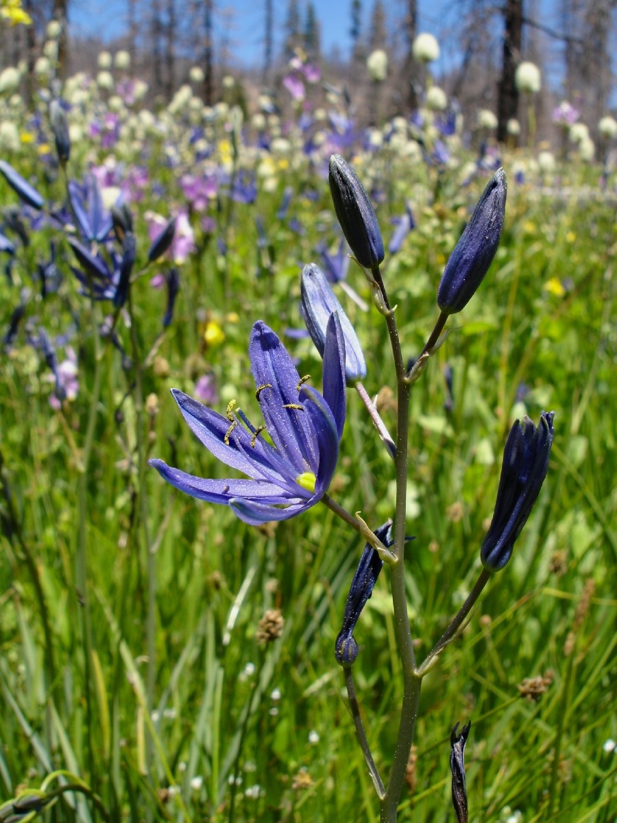 Camassia leichtlinii ssp. suksdorfii