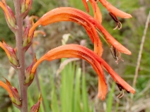 Chasmanthe floribunda