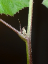 Rubus ulmifolius var. inermis