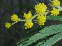 Acacia dealbata