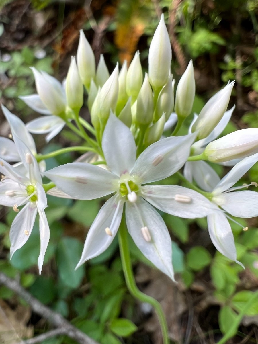 Allium membranaceum