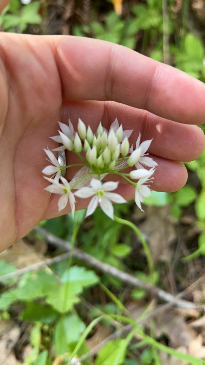 Allium membranaceum