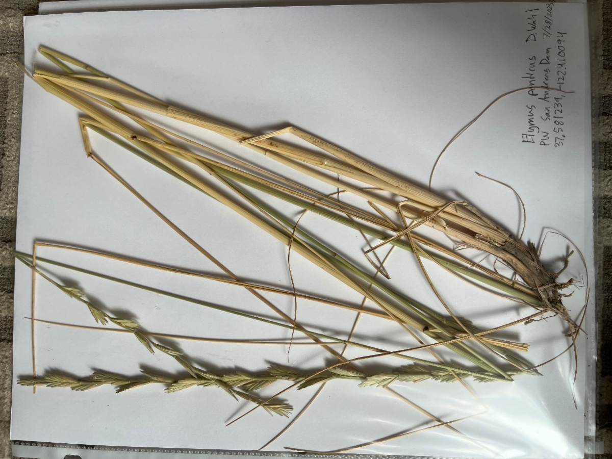 Elymus ponticus