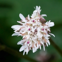 Petasites frigidus var. palmatus