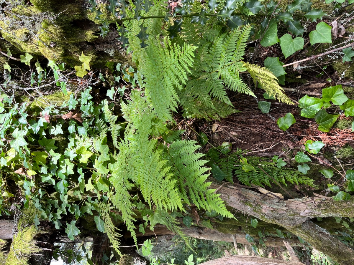 Dryopteris expansa