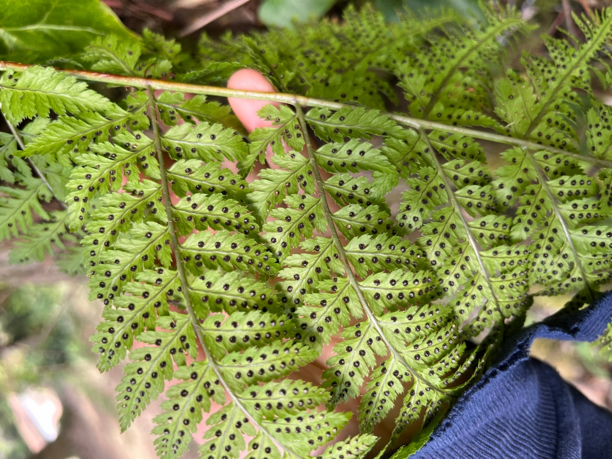 Dryopteris expansa