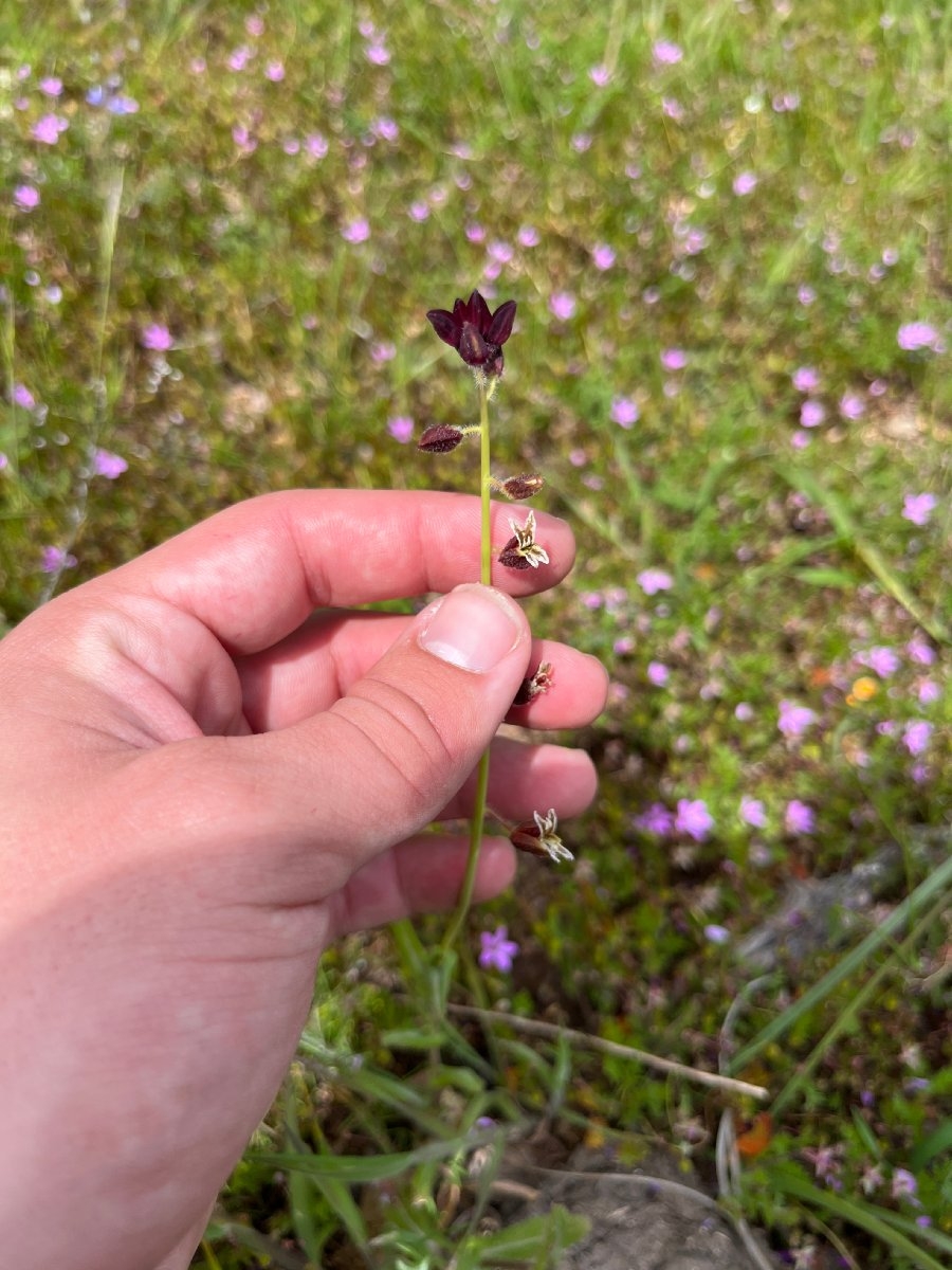 Caulanthus coulteri