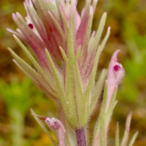 Castilleja brevistyla