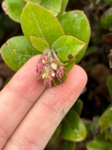 Arctostaphylos tomentosa ssp. daciticola