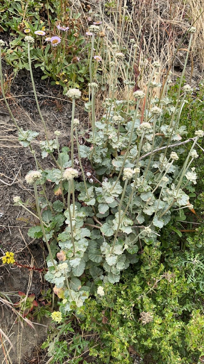 Eriogonum latifolium