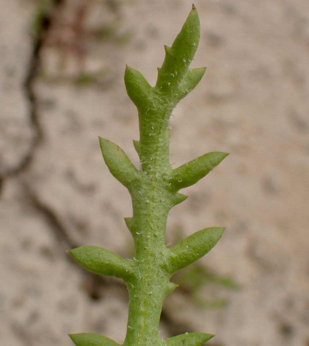 Centromadia pungens ssp. pungens