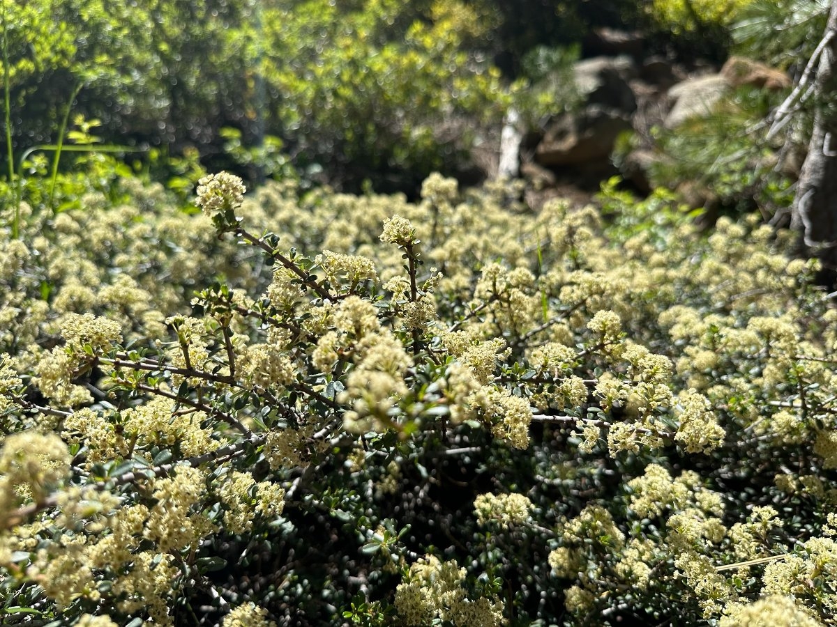 Ceanothus arcuatus