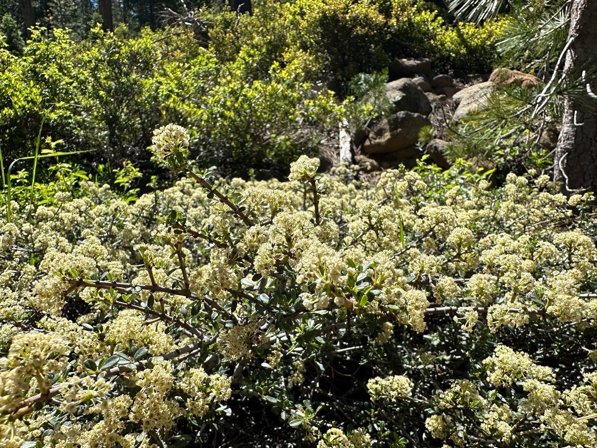 Ceanothus arcuatus