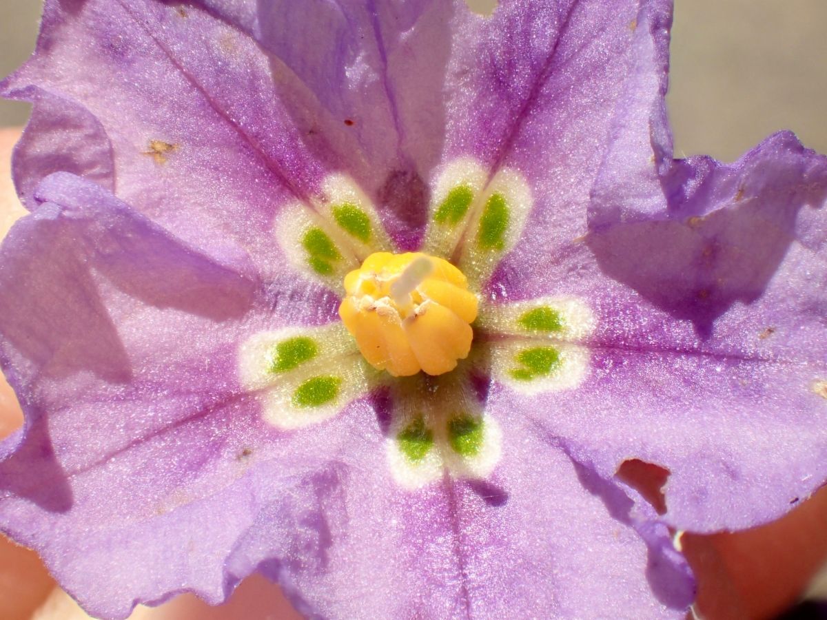 Solanum umbelliferum