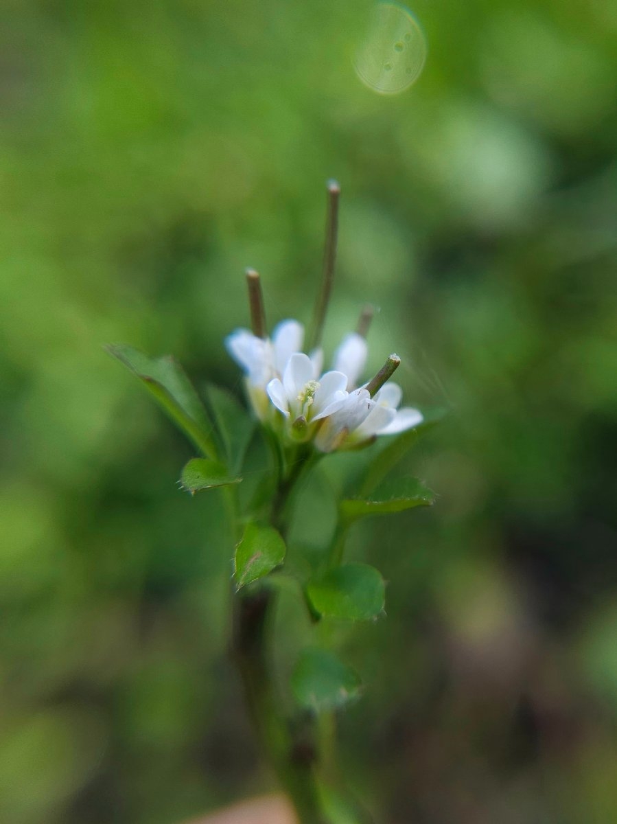 Cardamine hirsuta