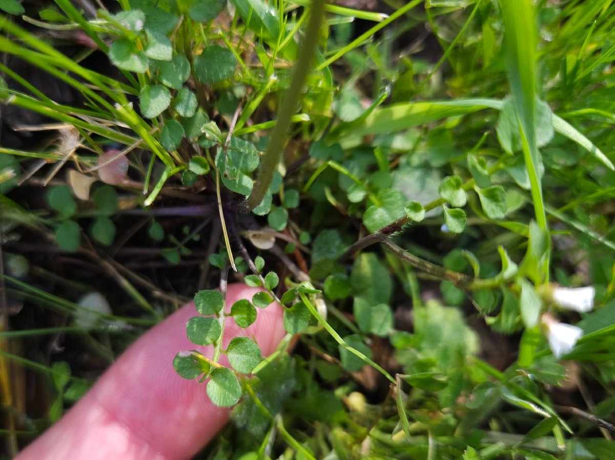 Cardamine hirsuta