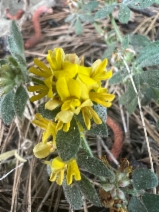 Acmispon argophyllus