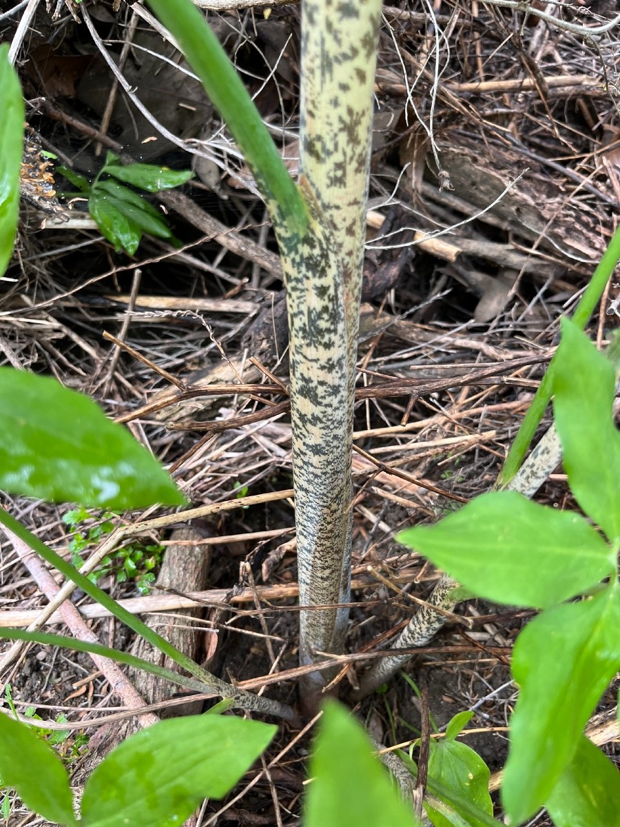 Dracunculus vulgaris