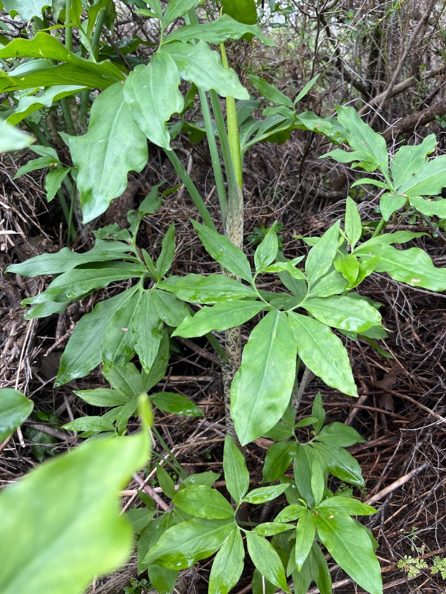 Dracunculus vulgaris