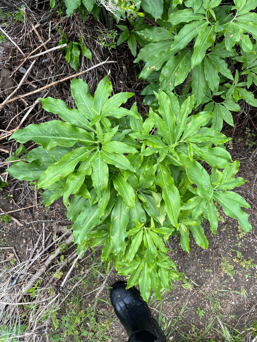 Dracunculus vulgaris