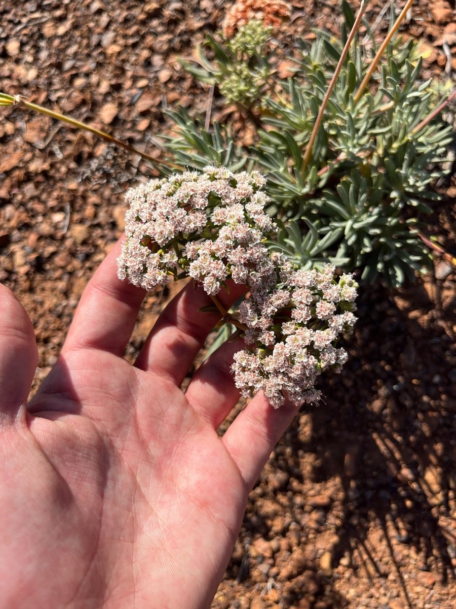 Eriogonum arborescens