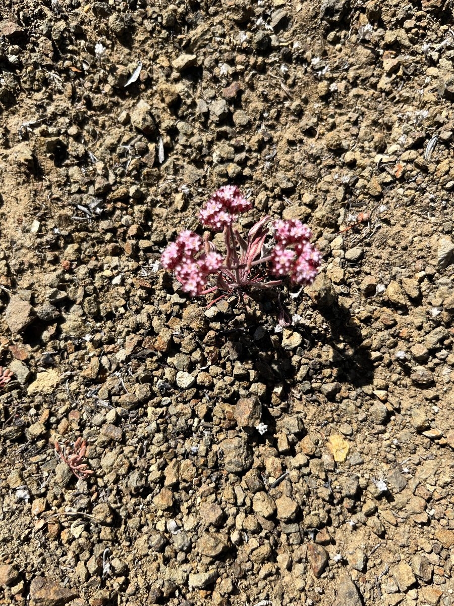 Chorizanthe wheeleri