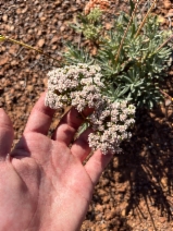 Eriogonum arborescens