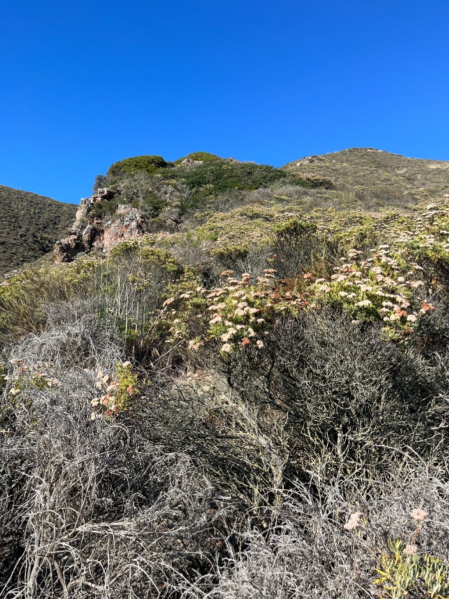 Eriogonum arborescens