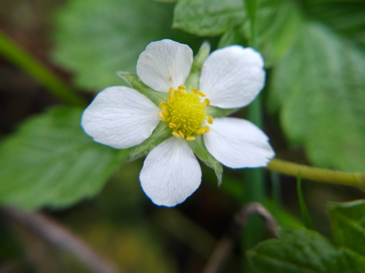 Fragaria vesca