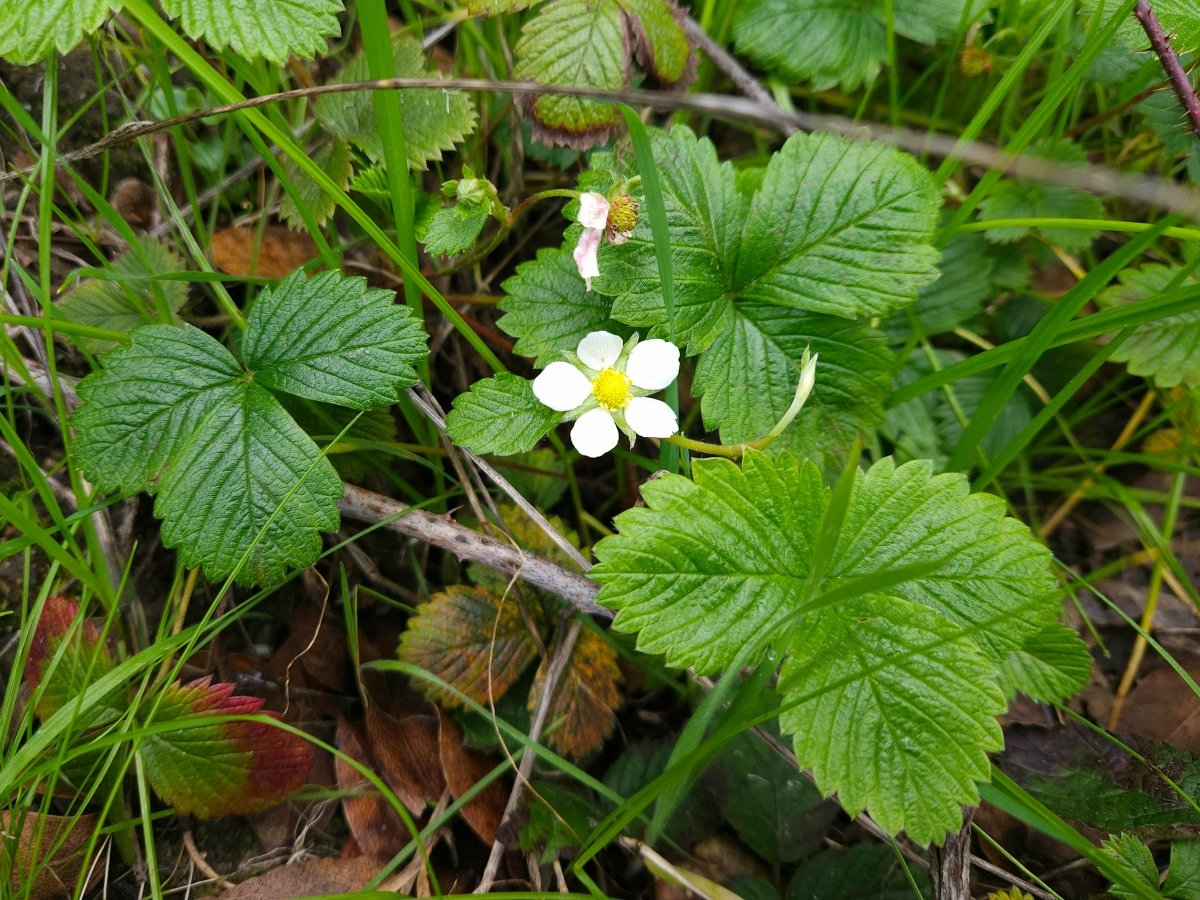 Fragaria vesca