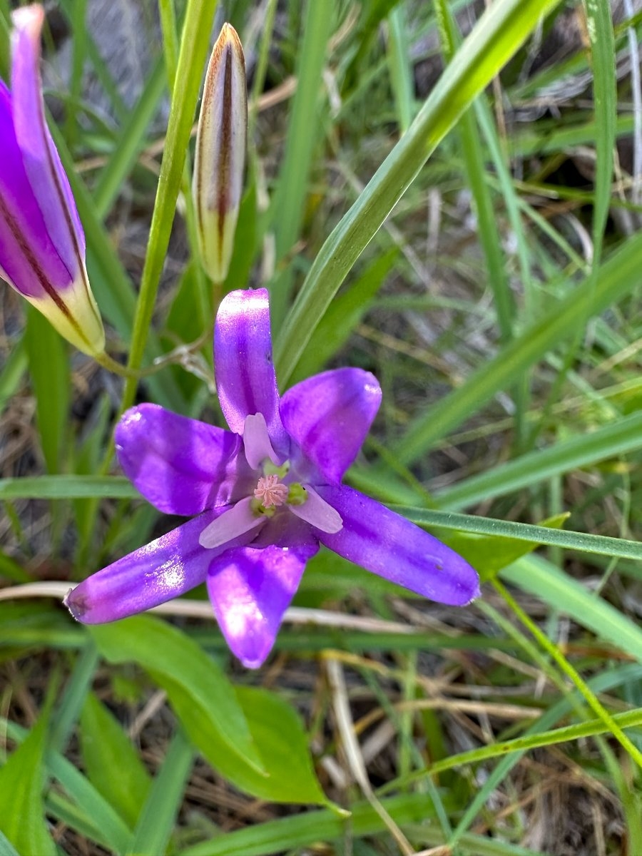 Brodiaea coronaria