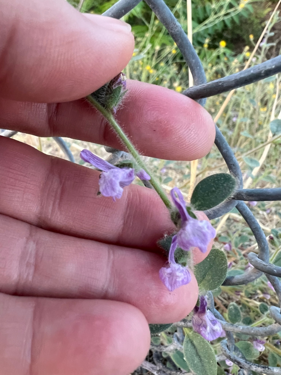 Antirrhinum cornutum