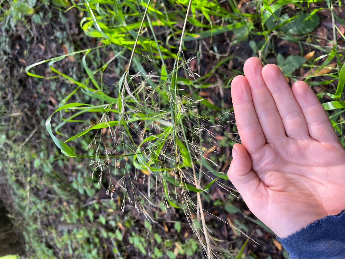 Stipa miliacea