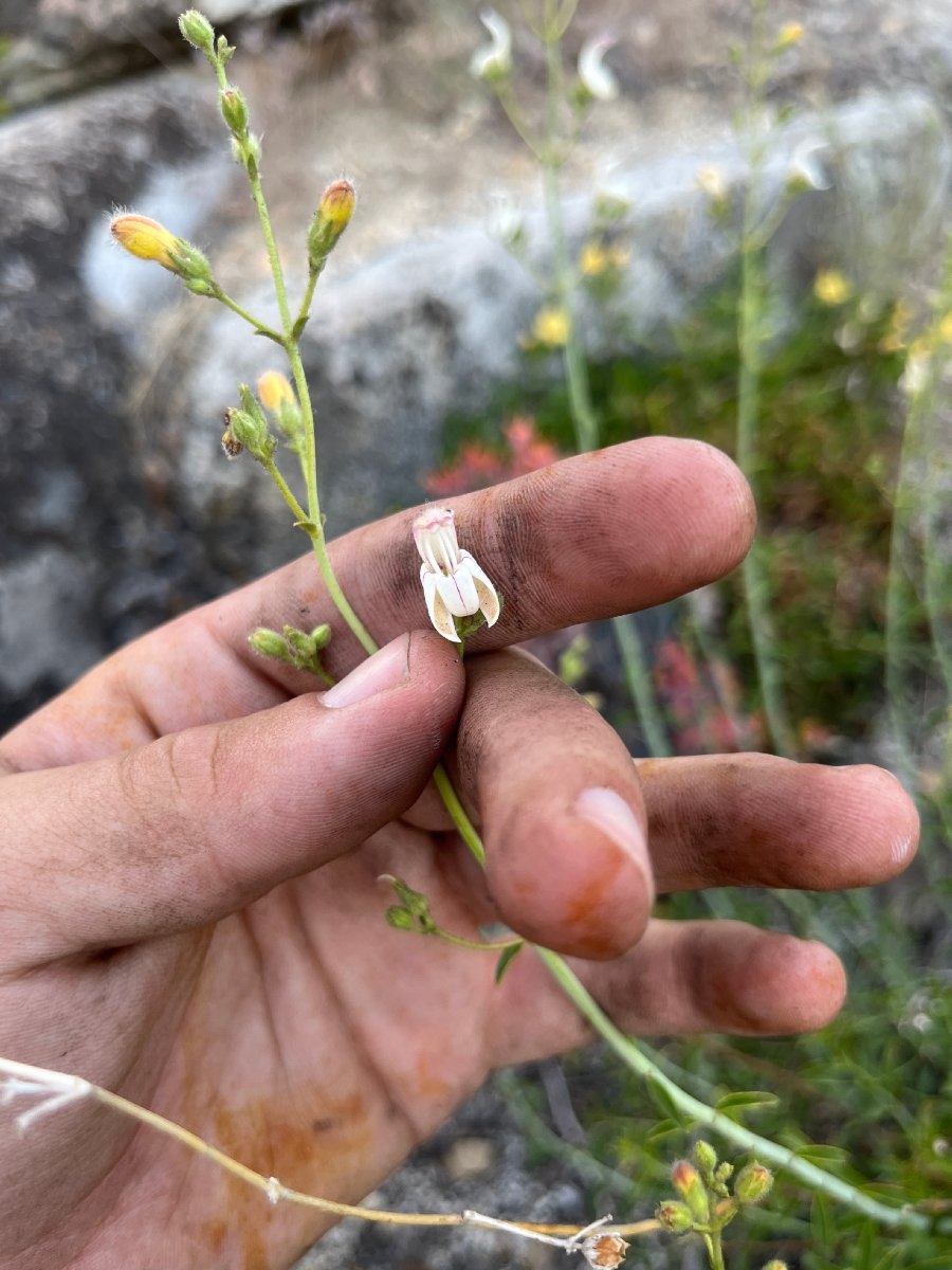 Keckiella breviflora