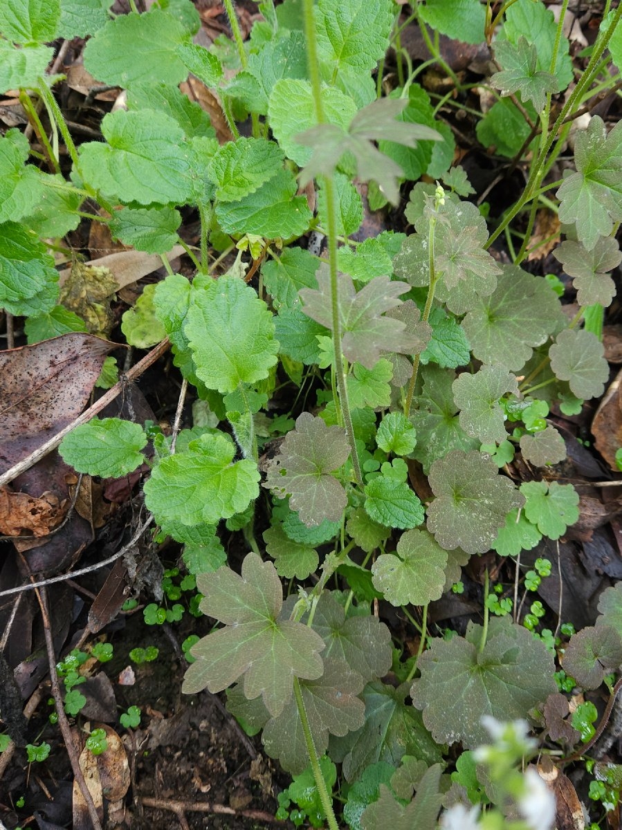 Lithophragma heterophyllum